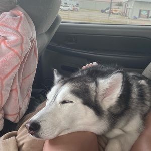 Meet your Posher, Gracie